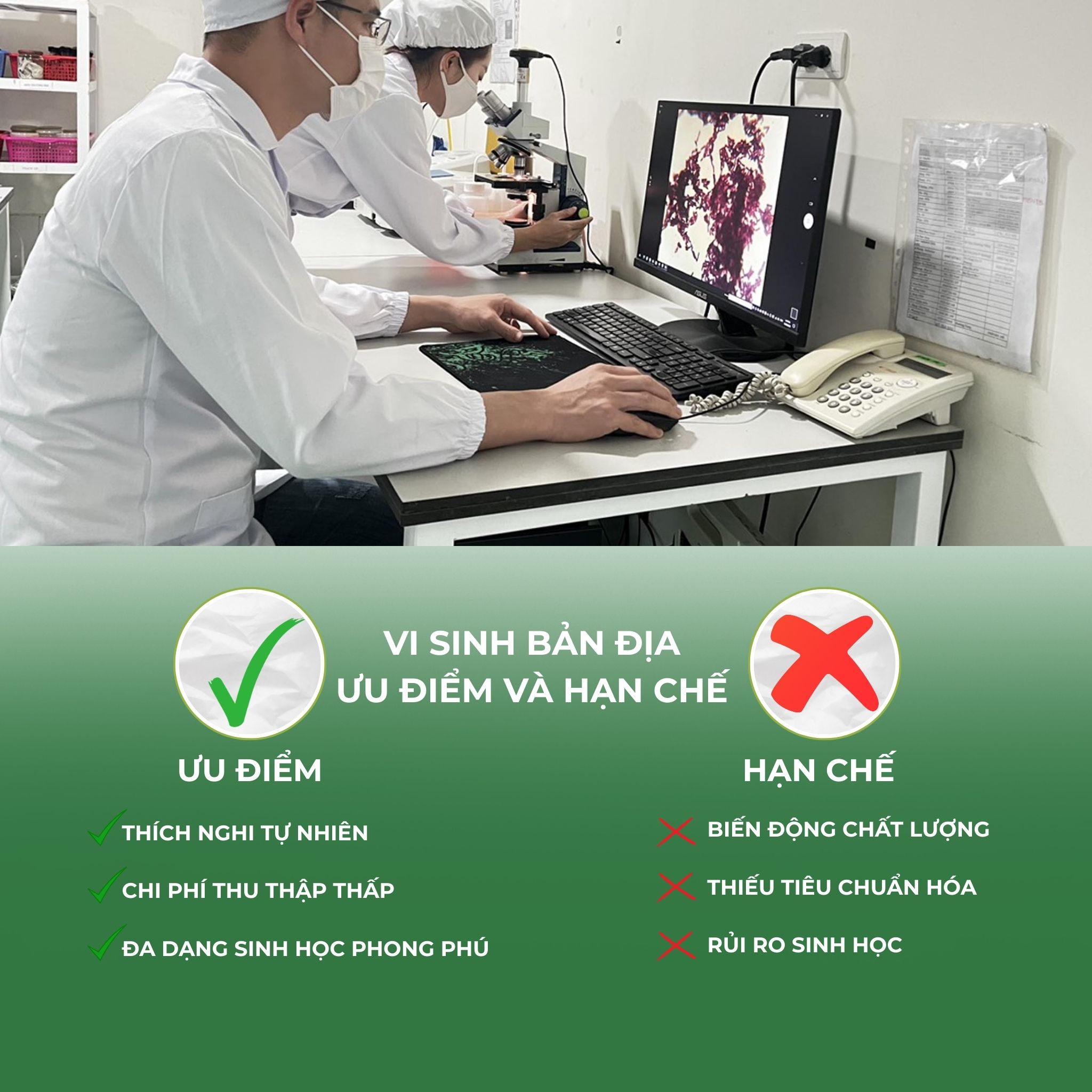 vi sinh bản địa ưu điểm và hạn chế