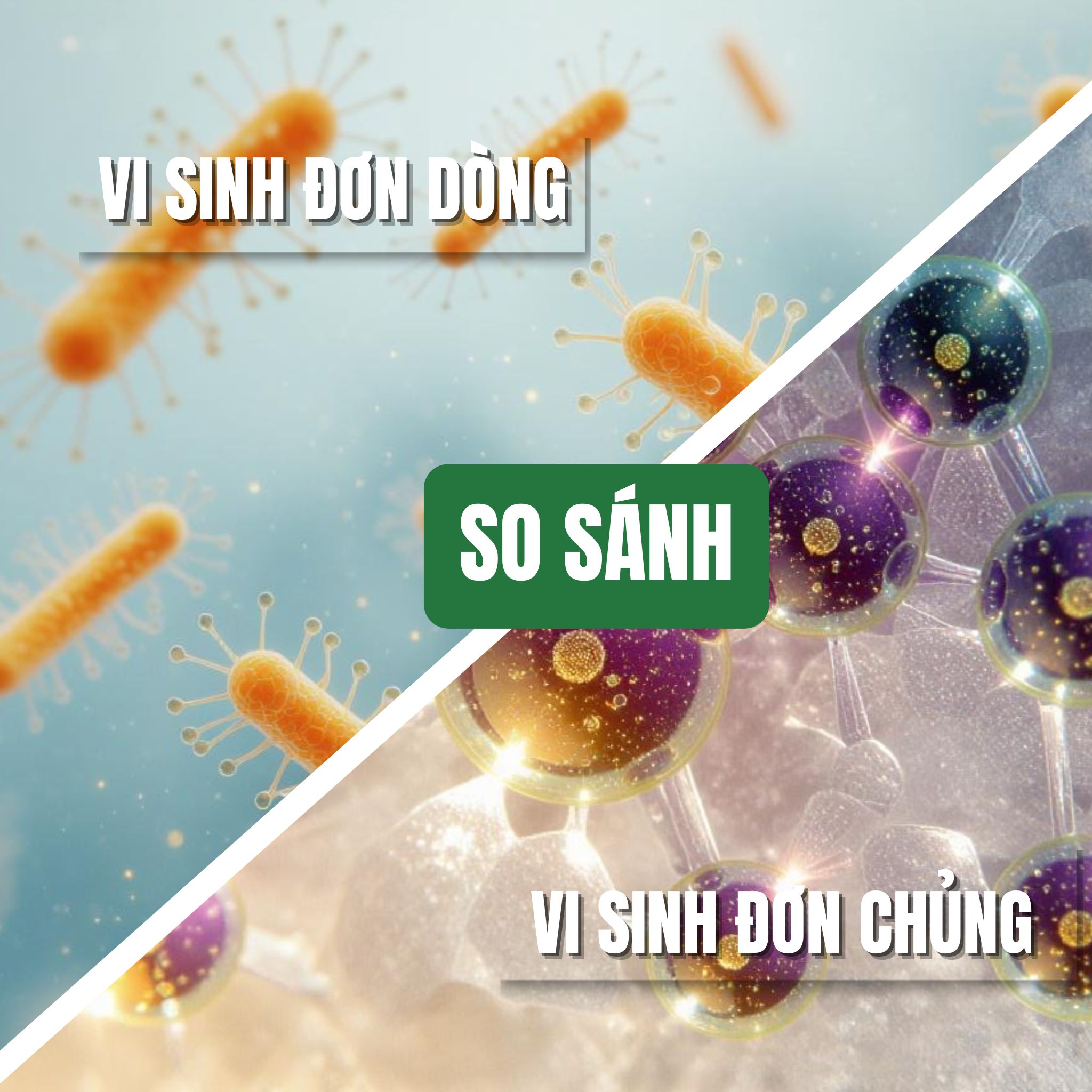 So sánh vi sinh đơn dòng và vi sinh đơn chủng