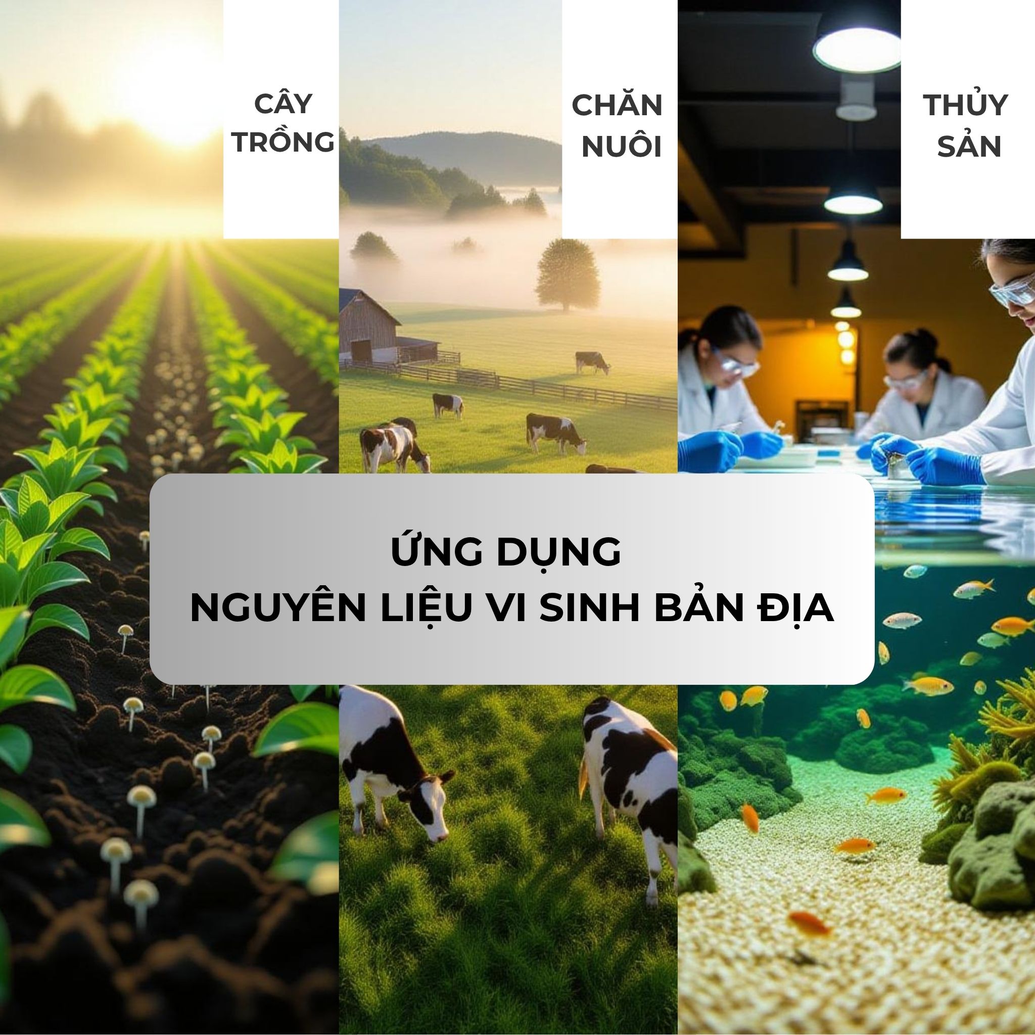 ứng dụng nguyên liệu vi sinh bản địa