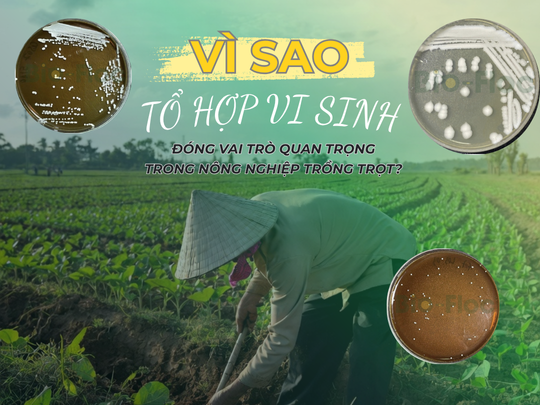 vi sao to họp vi sinh co vai tro quan trong