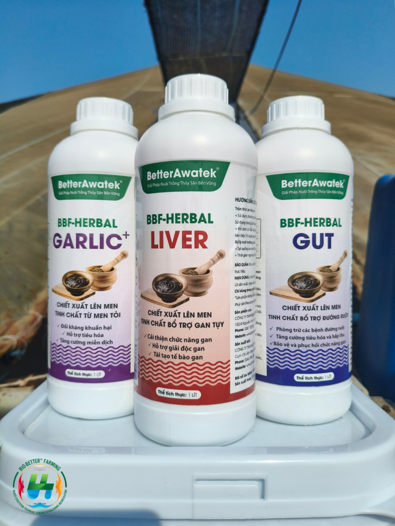 Bộ 3 sản phẩm BBF-HERBAL GARLIC+ LIVER GUT phòng bệnh tôm bằng thảo dược lên men tại bờ ao