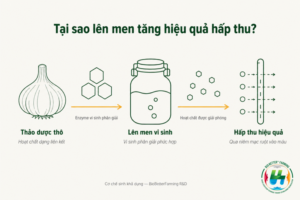 Sơ đồ 3 bước quá trình lên men vi sinh tăng sinh khả dụng thảo dược trong nuôi thủy sản