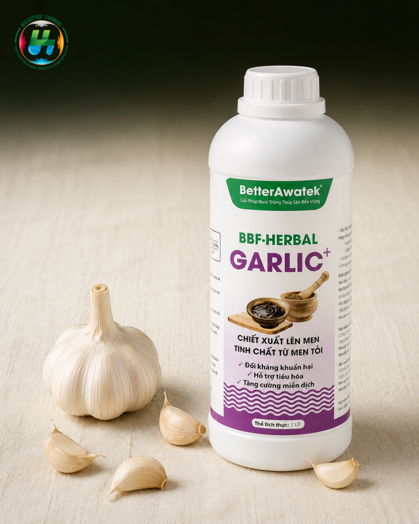 Tỏi tươi và dung dịch thảo dược lên men BBF-HERBAL GARLIC+ dùng trong nuôi tôm