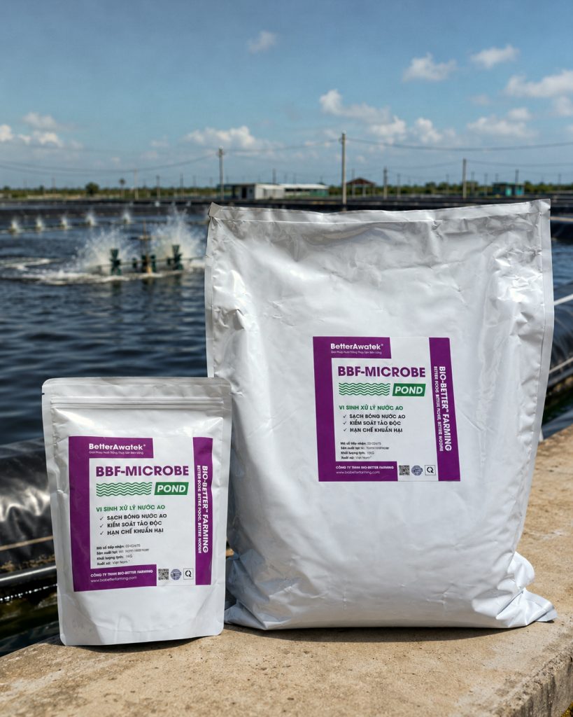 BBF-MICROBE POND gói 1kg và 5kg đặt tại bờ ao nuôi tôm thực địa ĐBSCL — vi sinh bản địa Bio-Better Farming