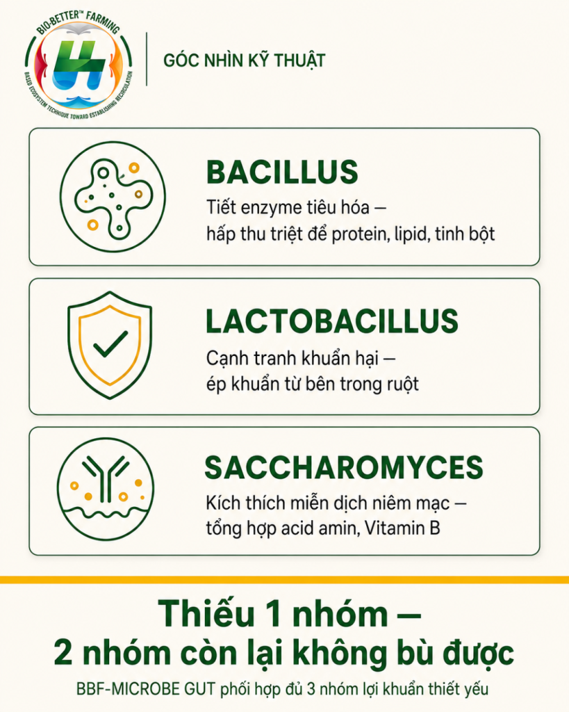 3 nhóm lợi khuẩn trong vi sinh đường ruột cho tôm: Bacillus, Lactobacillus, Saccharomyces