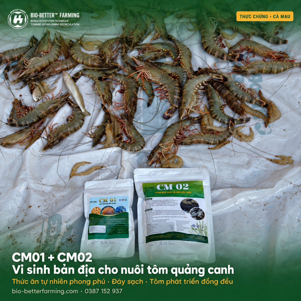 Chế phẩm vi sinh bản địa CM01 (Giàu Trùn Chỉ, Giàu Ốc Gạo) và CM02 (Giảm Bùn Đen và Mùi Hôi Thối) của Bio-Better Farming — kết quả thực chứng nuôi tôm quảng canh cải tiến tại Cà Mau.